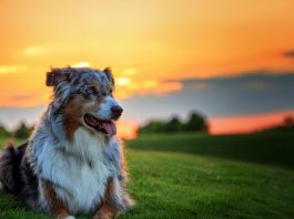 Köpekler İçin 5 Ortak Yaz Tehlikesi