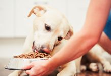 Köpeklerde Doğru Mama Seçimi