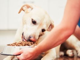 Köpeklerde Doğru Mama Seçimi