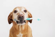 Köpeklerde Diş Sağlığı