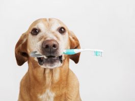 Köpeklerde Diş Sağlığı