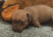 Ayakları Tutmayan Yavru Köpek Sağlığına Kavuştu