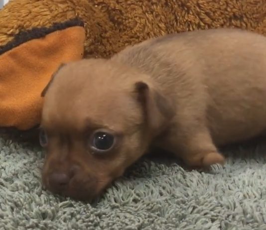 Ayakları Tutmayan Yavru Köpek Sağlığına Kavuştu
