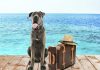 Köpeğinizle Seyahata Çıkma Rehberi