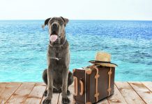 Köpeğinizle Seyahata Çıkma Rehberi