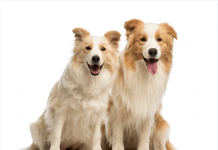 Dişi köpek mi? Erkek köpek mi?