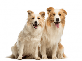 Dişi köpek mi? Erkek köpek mi?