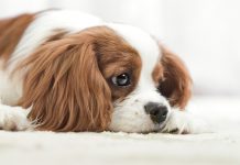 Köpeklerde Depresyon