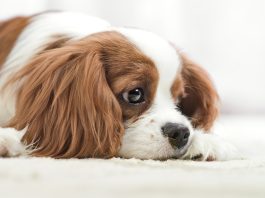 Köpeklerde Depresyon