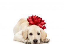 Köpek Alırken Dikkat Etmeniz Gerekenler