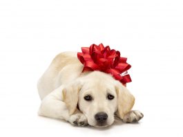 Köpek Alırken Dikkat Etmeniz Gerekenler