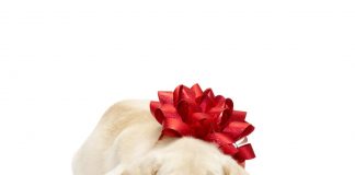 Köpek Alırken Dikkat Etmeniz Gerekenler