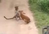 Leoparı Havlayarak Korkutan Köpek, Sosyal Medyanın Gündeminde.