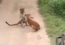 Leoparı Havlayarak Korkutan Köpek, Sosyal Medyanın Gündeminde.