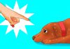Köpeğinize Farkında Olmadan Yaptığınız 12 Zararlı Şey