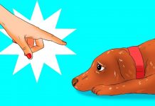 Köpeğinize Farkında Olmadan Yaptığınız 12 Zararlı Şey