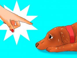 Köpeğinize Farkında Olmadan Yaptığınız 12 Zararlı Şey