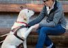 Rehber Köpekler Hakkında Bilmeniz Gereken 7 Şey
