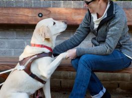 Rehber Köpekler Hakkında Bilmeniz Gereken 7 Şey