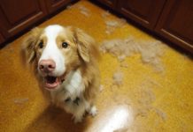 Köpeklerde Tüy Dökülmesi