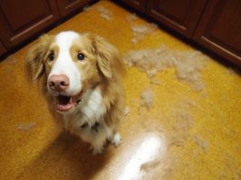 Köpeklerde Tüy Dökülmesi