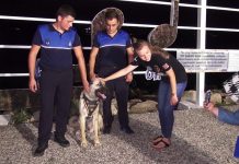 Fethiye’de bir köpek ‘turizm zabıtası’ oldu