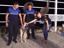 Fethiye’de bir köpek ‘turizm zabıtası’ oldu