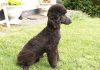 Minyatür Poodle