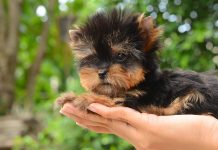 Dünyanın En Küçük Köpekleri