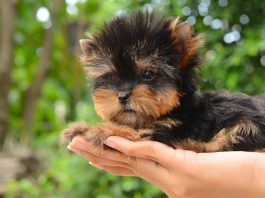 Dünyanın En Küçük Köpekleri