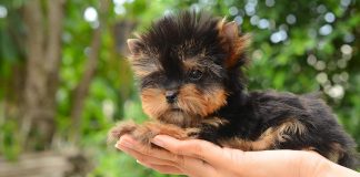 Dünyanın En Küçük Köpekleri