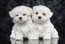 Maltese Terrier
