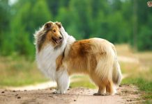 Collie