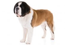 Saint Bernard