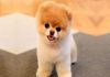 Pomeranian Boo