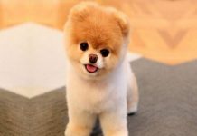 Pomeranian Boo