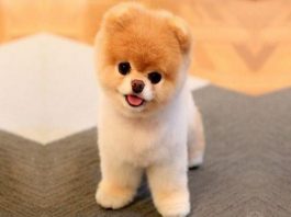 Pomeranian Boo
