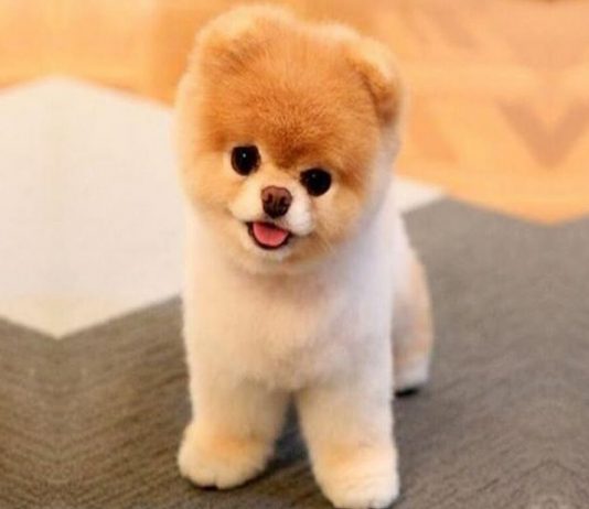 Pomeranian Boo