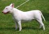 Bull Terrier