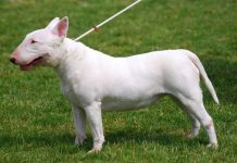 Bull Terrier
