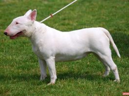 Bull Terrier