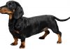 Dachshund (Sosis)