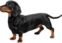 Dachshund (Sosis)