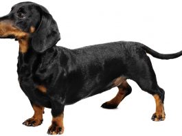 Dachshund (Sosis)