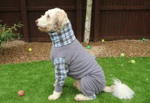 Köpek Kıyafetleri Kullanmalı mıyız?
