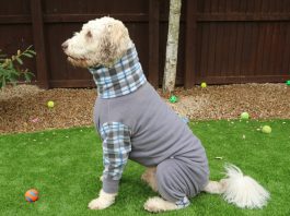 Köpek Kıyafetleri Kullanmalı mıyız?