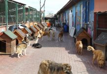 İstanbul’daki 10 Barınak