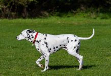 Dalmatian (Dalmaçyalı)