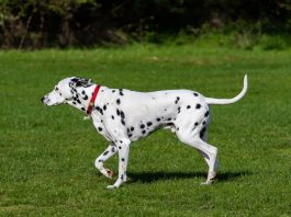 Dalmatian (Dalmaçyalı)