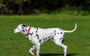 Dalmatian (Dalmaçyalı)